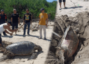 Penyu Hijau Ditemukan Mati Terdampar di Pantai Minajaya, Diduga Terdampak Polusi Laut