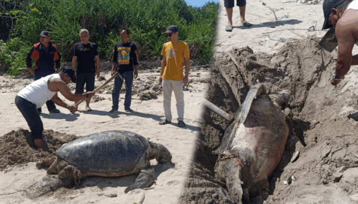Penyu Hijau Ditemukan Mati Terdampar di Pantai Minajaya, Diduga Terdampak Polusi Laut