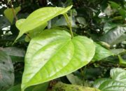 Manfaat Daun Sirih untuk Pengobatan Tradisional, dari Sariawan hingga Masalah Kewanitaan
