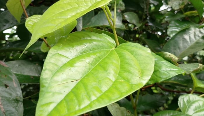 Manfaat Daun Sirih untuk Pengobatan Tradisional, dari Sariawan hingga Masalah Kewanitaan