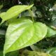 Manfaat Daun Sirih untuk Pengobatan Tradisional, dari Sariawan hingga Masalah Kewanitaan