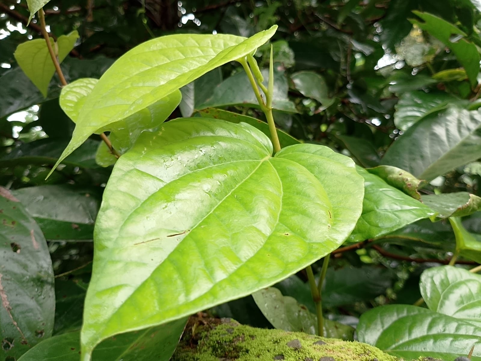 Manfaat Daun Sirih untuk Pengobatan Tradisional, dari Sariawan hingga Masalah Kewanitaan