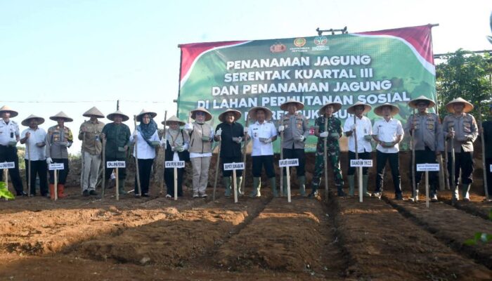 Sukabumi Menuju Lumbung Pangan Nasional, Ribuan Jagung Ditanam Serentak