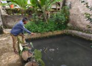 Warga Kebonjati Sukabumi Keluhkan Dugaan Pencemaran Limbah Hotel, Ikan di Kolam Mati Massal