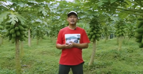 Kisah Aksin, Berawal dari Minim Modal hingga Jadi Raja Pepaya California 60 Hektare di Magelang