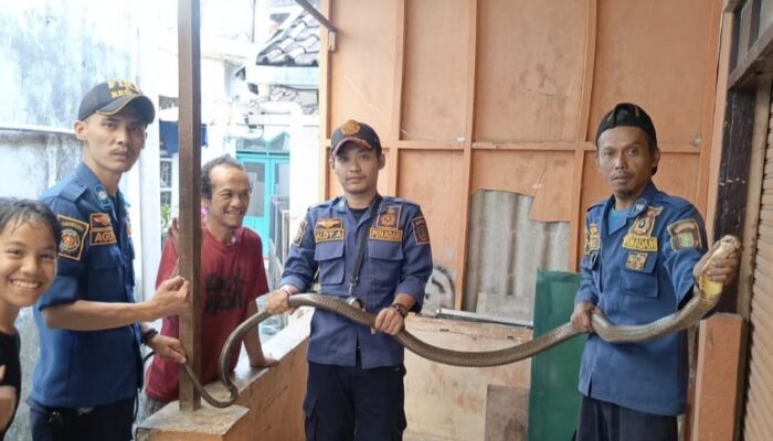 Evakuasi Dramatis King Kobra di Kota Sukabumi Petugas Damkar Nyaris Dipatok
