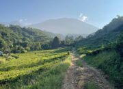 Menikmati Keindahan Alam Sukabumi: Hamparan Kebun Teh dan Pesona Gunung Gede Pangrango