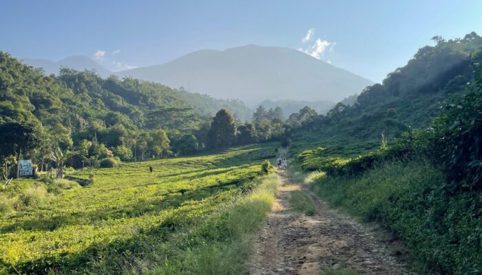 Menikmati Keindahan Alam Sukabumi: Hamparan Kebun Teh dan Pesona Gunung Gede Pangrango