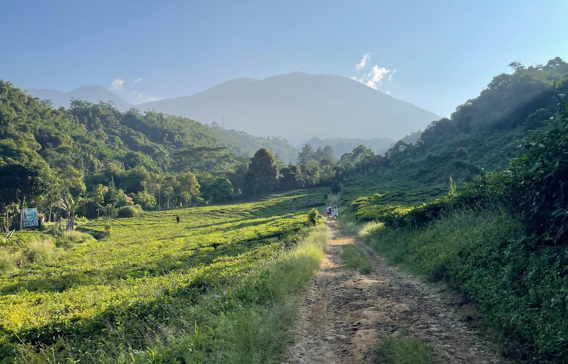 Menikmati Keindahan Alam Sukabumi: Hamparan Kebun Teh dan Pesona Gunung Gede Pangrango