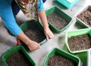 DKP3 Kota Sukabumi Gencarkan Pelatihan Budidaya Maggot