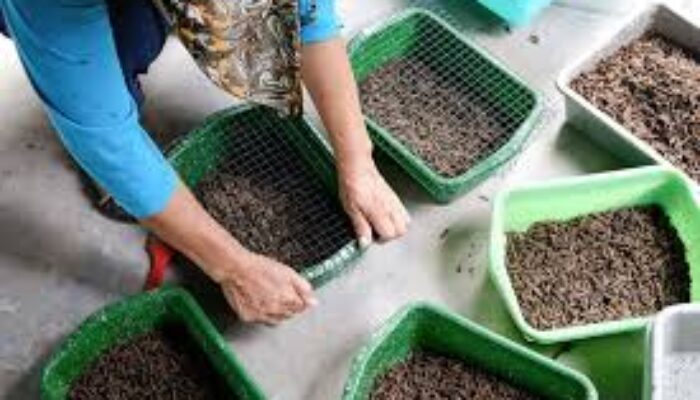 DKP3 Kota Sukabumi Gencarkan Pelatihan Budidaya Maggot