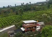 Papyrus Cafe and Camping Site, Caffe Ternyaman di Tengah Kebun Teh Kaki Gunung Gede Pangrango Sukabumi