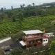 Papyrus Cafe and Camping Site, Caffe Ternyaman di Tengah Kebun Teh Kaki Gunung Gede Pangrango Sukabumi