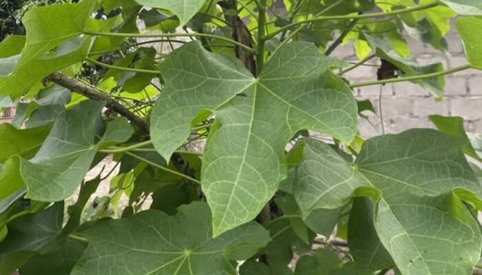 Daun Jarak Jeruk Nipis dan Jahe untuk Membesarkan Alat Vital Pria: Mitos atau Fakta?