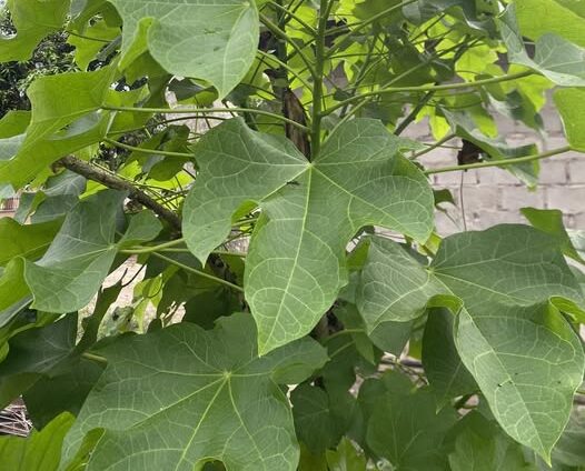 Daun Jarak Jeruk Nipis dan Jahe untuk Membesarkan Alat Vital Pria: Mitos atau Fakta?