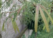 Malanding, Lalapan Khas Sunda yang Disebut Bisa Menambah Nafsu Makan