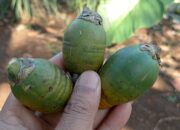 Ramuan Tradisional Obat Kuat Pria dari Pinang Muda dan Madu