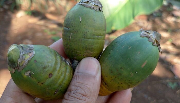 Ramuan Tradisional Obat Kuat Pria dari Pinang Muda dan Madu