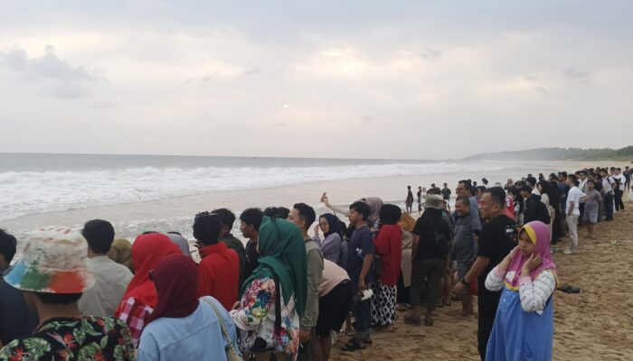 Menyaksikan Atraksi Wisata Edukatif: Pelepasan Bayi Penyu di Pangumbahan Sukabumi