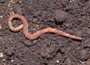 Viral, Bocah 4 Tahun di Kabandungan Sukabumi Meninggal dengan Tubuh Dipenuhi Cacing