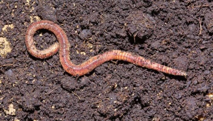 Viral, Bocah 4 Tahun di Kabandungan Sukabumi Meninggal dengan Tubuh Dipenuhi Cacing