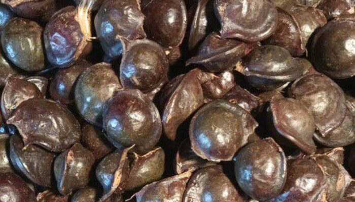 Jengkol: Si Kontroversial yang Punya Segudang Manfaat Kesehatan