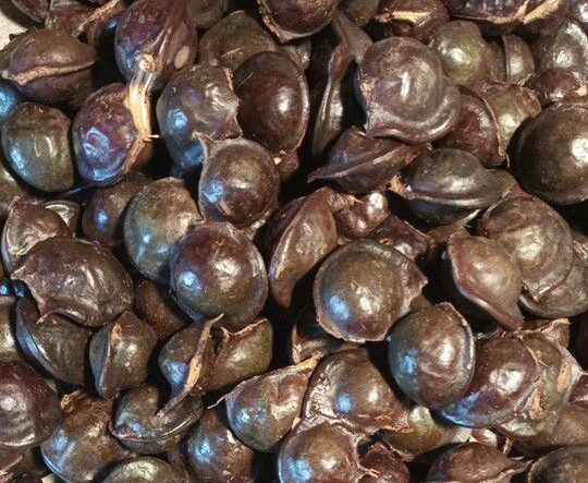 Jengkol: Si Kontroversial yang Punya Segudang Manfaat Kesehatan