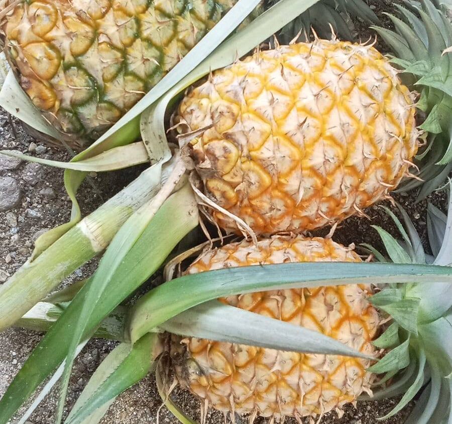 Fakta Ilmiah: Nanas Tidak Menyembuhkan Kanker, Ini Manfaat Sebenarnya