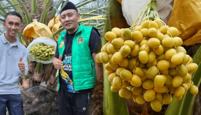Kurma Tumbuh Lebat di Geopark Ciletuh, Dewan Andri: Terobosan Pangan dan Wisata