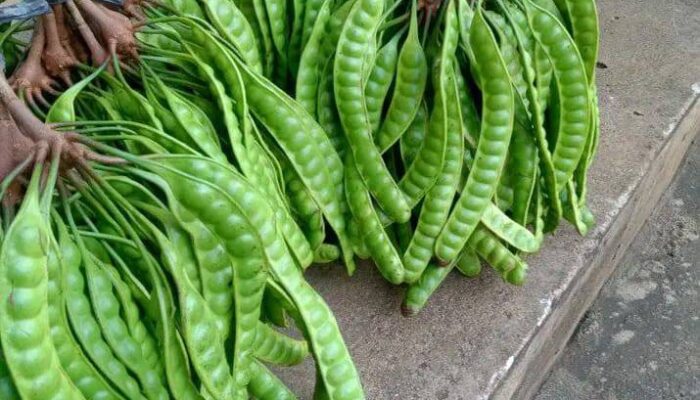 Petai, Si Kacang Hijau Beraroma Khas yang Kaya Manfaat Kesehatan