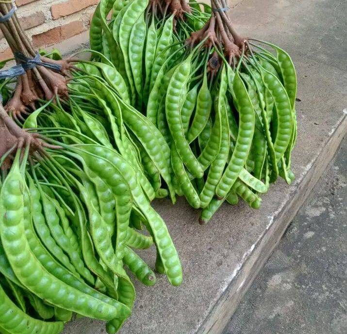 Petai, Si Kacang Hijau Beraroma Khas yang Kaya Manfaat Kesehatan