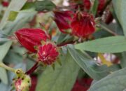 Teh Rosella, Minuman Alami untuk Menurunkan Tekanan Darah