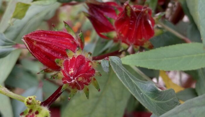Teh Rosella, Minuman Alami untuk Menurunkan Tekanan Darah