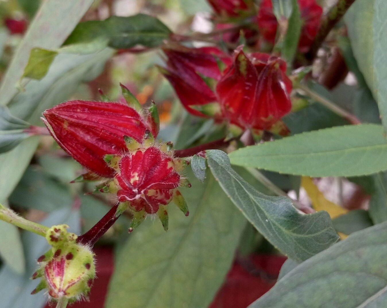 Teh Rosella, Minuman Alami untuk Menurunkan Tekanan Darah