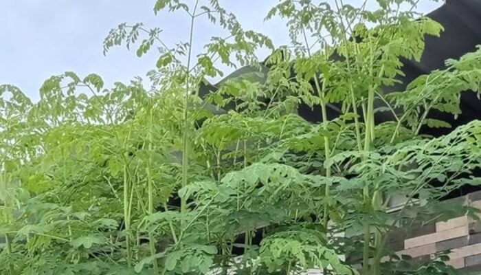 Mitos atau Fakta: Benarkah Daun Kelor Bisa Mengusir Jin?