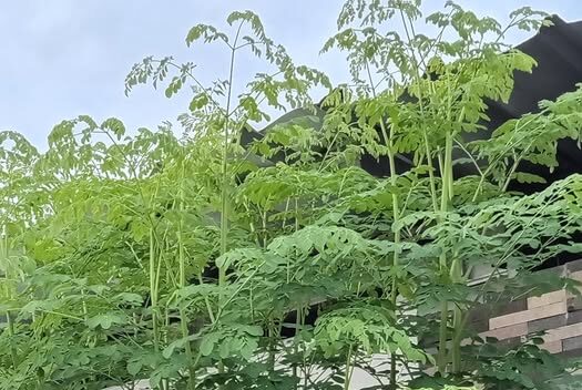 Mitos atau Fakta: Benarkah Daun Kelor Bisa Mengusir Jin?