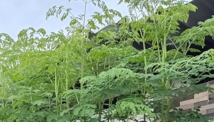 Daun Kelor, Superfood Alami dengan Segudang Manfaat untuk Kesehatan