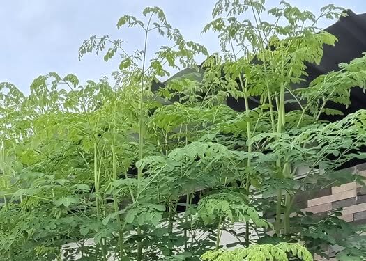 Daun Kelor, Superfood Alami dengan Segudang Manfaat untuk Kesehatan