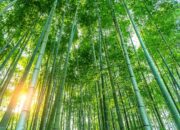 KDM Dorong Kabupaten Sukabumi Gunakan Bambu untuk Branding Pembangunan Daerah