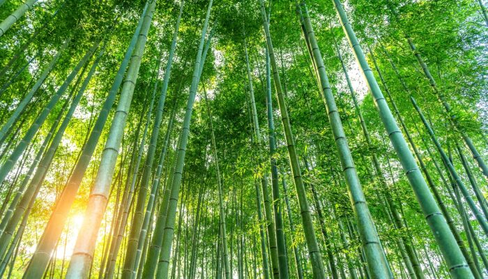 KDM Dorong Kabupaten Sukabumi Gunakan Bambu untuk Branding Pembangunan Daerah