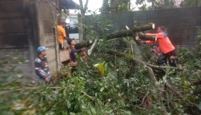 Pohon Tumbang Timpa Tembok Pembatas BPBD Kota Sukabumi Gercep Lakukan Evakuasi