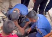 Lutung Nyasar di Depan Hotel Kota Sukabumi Tersetrum Kabel Listrik, Diselamatkan Petugas Damkar