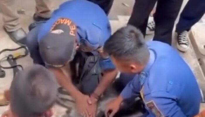 Lutung Nyasar di Depan Hotel Kota Sukabumi Tersetrum Kabel Listrik, Diselamatkan Petugas Damkar