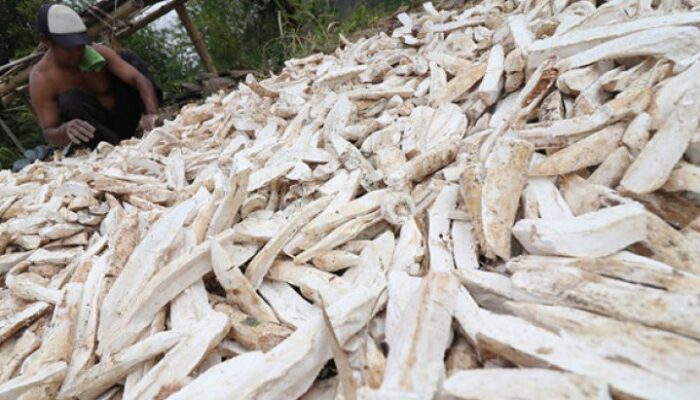 Petani di Pabuaran Sukabumi Raup Untung Lebih Besar Lewat Olahan Gaplek