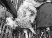 Puluhan Domba Mati Misterius, Diduga Dimangsa Macan Tutul