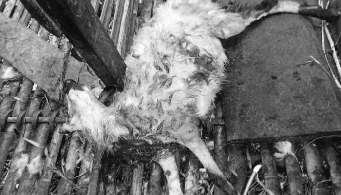 Puluhan Domba Mati Misterius, Diduga Dimangsa Macan Tutul