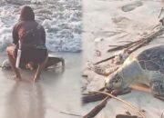 Penyu Dewasa Ditemukan Mati Terdampar di Pantai Ujunggenteng
