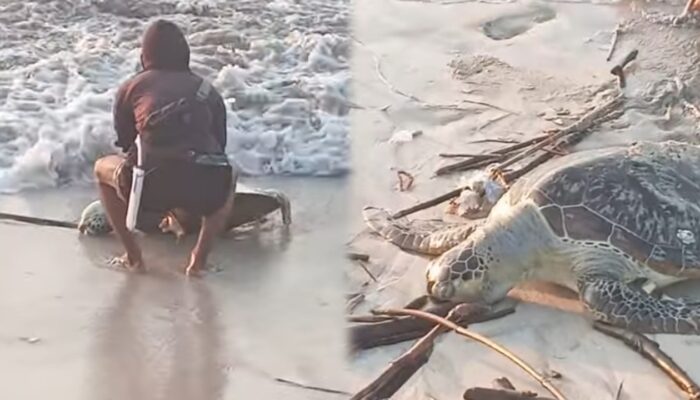 Penyu Dewasa Ditemukan Mati Terdampar di Pantai Ujunggenteng