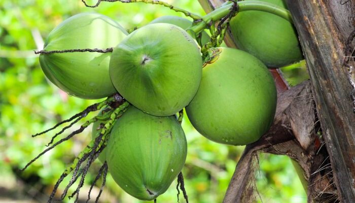 Kelapa, Pohon Seribu Manfaat bagi Kehidupan