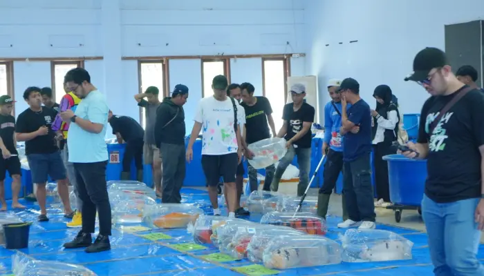 Breeder Koi Show Jadi Ajang Kreativitas dan Kebanggaan Pecinta Koi Sukabumi